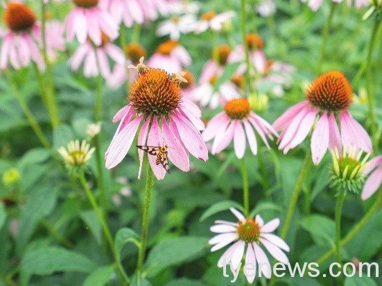 戴口罩勤洗手拚防疫 歐美第一草本防禦更到位 05 2