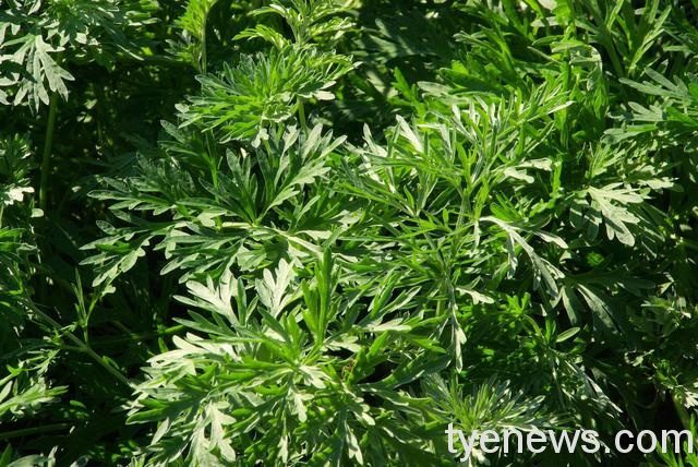 端午懸艾草 祛除瘟疫祈求健康平安 05295qp4 5705 413p 93s6 8r5s778rssr1