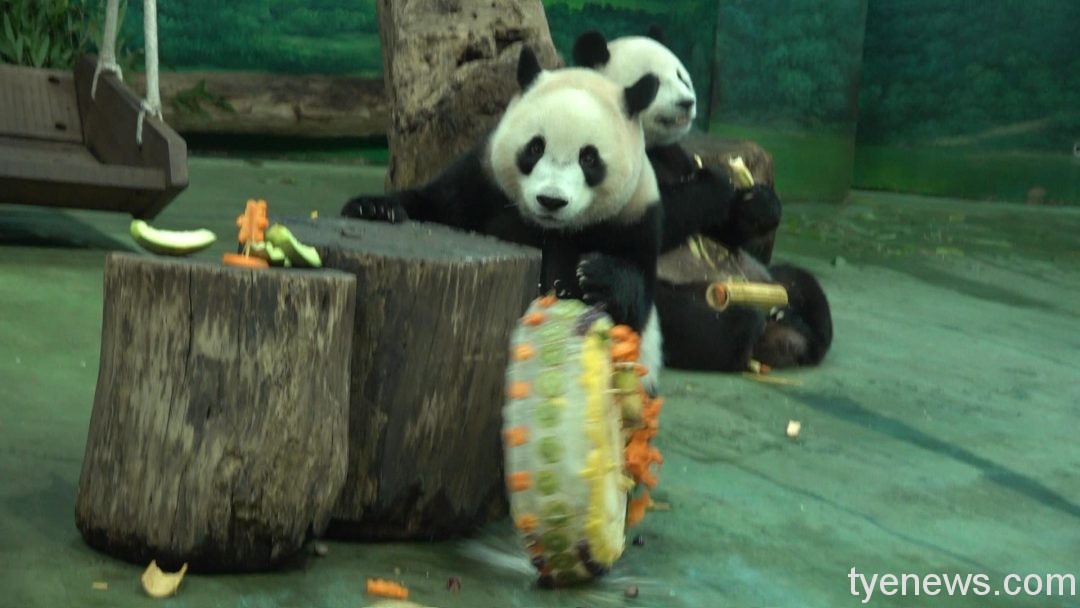 【有片】大貓熊圓寶2歲生日 品嘗「在地」美食