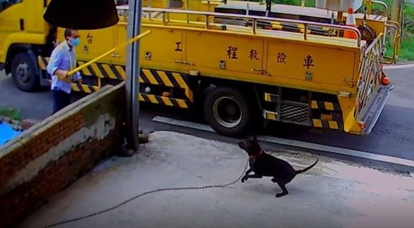 【有片】台電員工被黑狗撲咬 怒持棍棒回擊遭疑虐狗