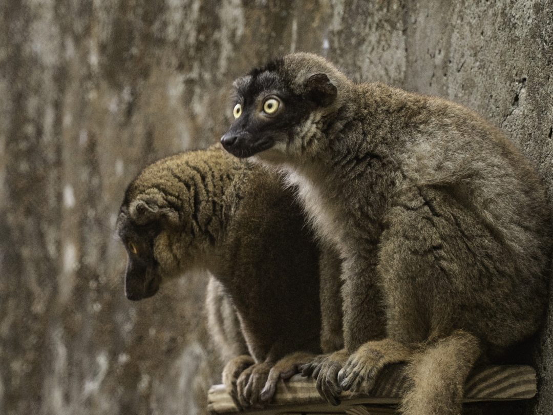 牠們愛玩蛇反被咬傷 夜間巡邏隊守護「園」住民