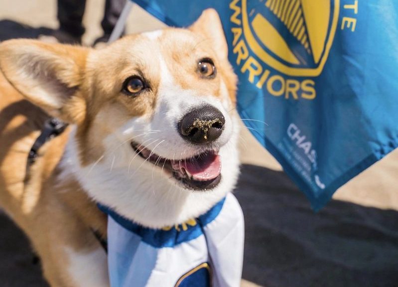 舊金山柯基大會回歸 百隻毛小孩海灘散步趣