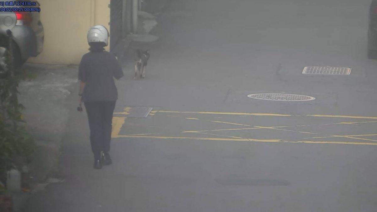 【有片】迷途柴犬馬路逛大街 巧遇下班女警陪走返家 1021325 scaled 1