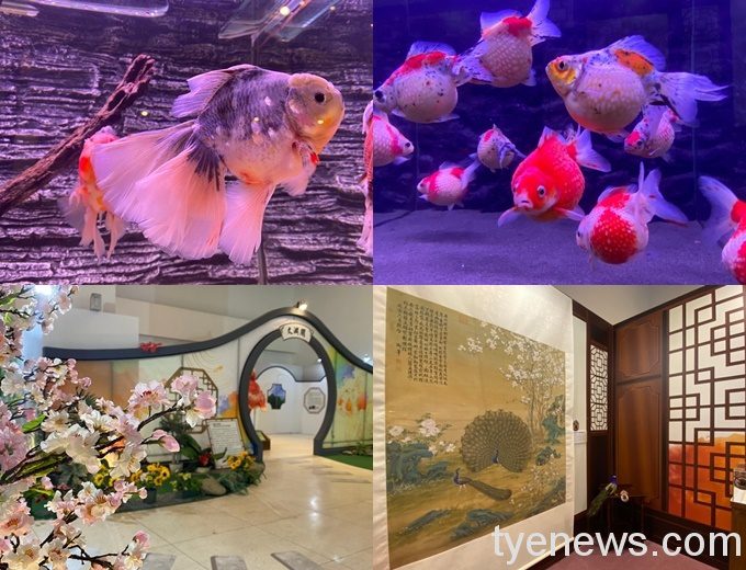 1100401宮廷魚樂_210401_55 1100401宮廷魚樂_210401_55