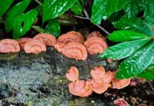 【桃園文選】嘆妙不已