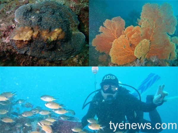 潮境海灣驚見珊瑚斷枝 海科館籲共同維護海洋資源 12 8