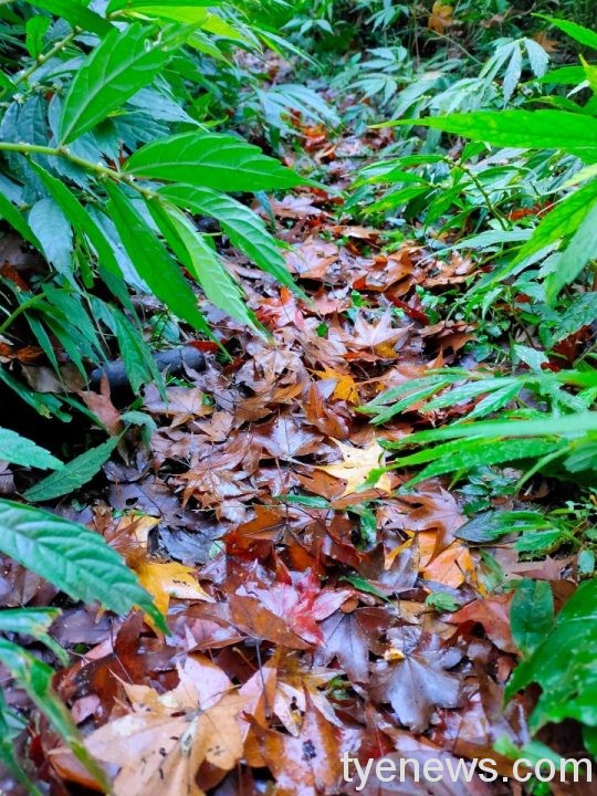 【桃園文選】獅子頭山 12 scaled 5