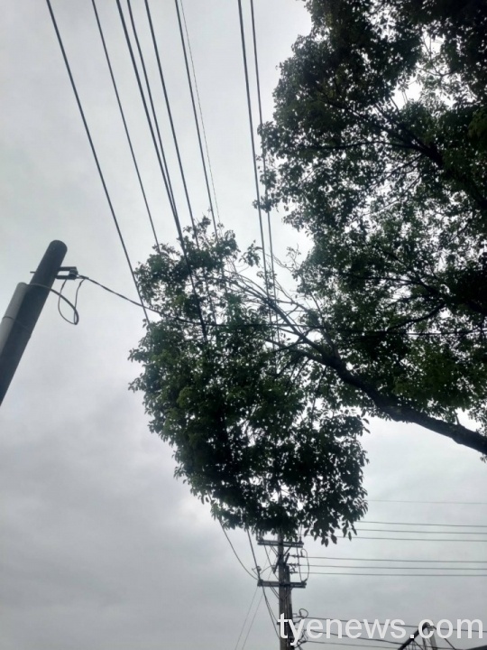 桃園市政府施作水溝導致電桿傾斜樹木碰觸引起桃園、龜山大停電。圖:台電桃園區營業處提供 桃園市政府施作水溝導致電桿傾斜樹木碰觸引起桃園、龜山大停電。圖:台電桃園區營業處提供
