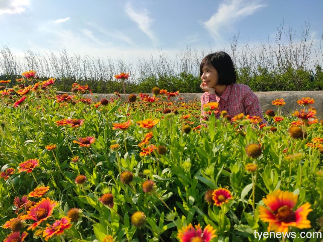 【桃園文選】澎湖天人菊盛開 地下龍宮賞龜