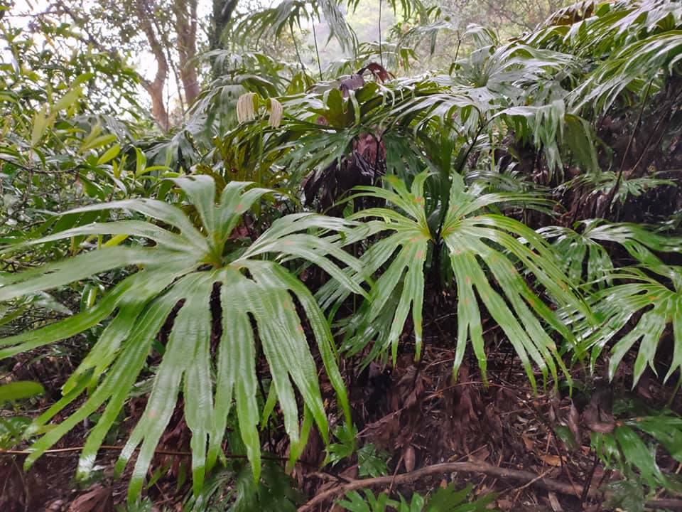 【桃園文選】春雨足,染就一溪新綠 19 1 2