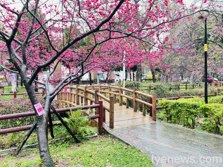 中壢莒光公園櫻花盛開爆棚 風景美不勝收 2 11
