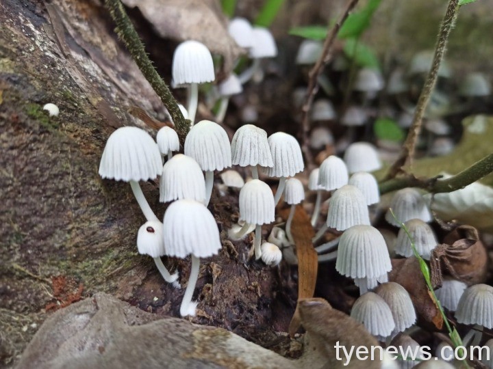 【桃園文選】步之履之,始得妙趣 2 3 12