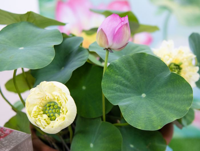 「荷你相癒」桃園蓮花季明起登場 裝置藝術超好拍