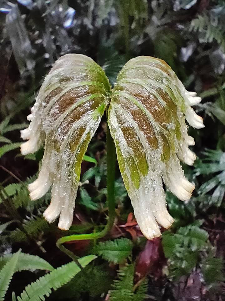 【桃園文選】春雨足,染就一溪新綠 20 3