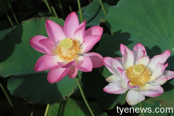 今年桃園蓮花季以樂活為主題,結合在地的農特產及蓮花元素。圖:農業局提供 今年桃園蓮花季以樂活為主題,結合在地的農特產及蓮花元素。圖:農業局提供