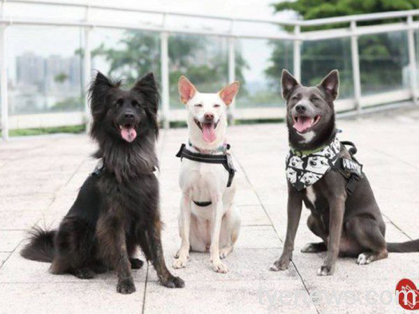 「台灣心輔犬」培育狗老師 心靈療癒特殊兒 20210917131642420