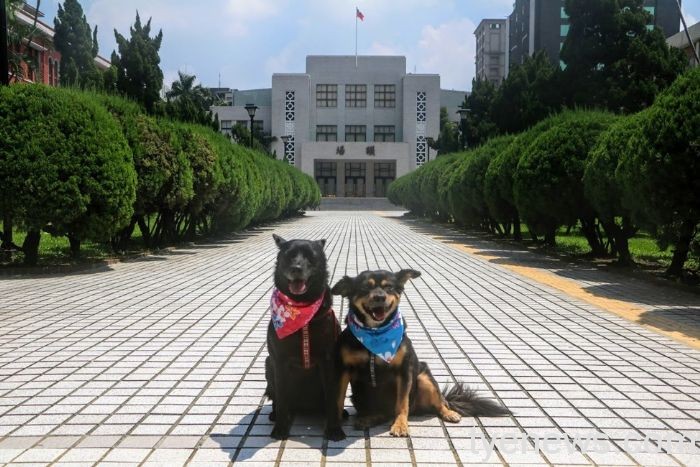 桃市動保處推廣校園認養犬貓 帶動生命教育 20211202152846424