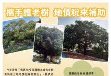 保護桃園老樹生長 地主繳地價稅可申請補助