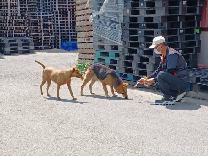 桃園致力動保任務解決浪浪問題 盼人犬貓和平共存 20220324142205203