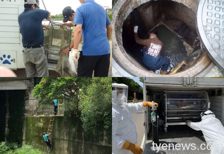 桃園致力動保任務解決浪浪問題 盼人犬貓和平共存 20220324142304580