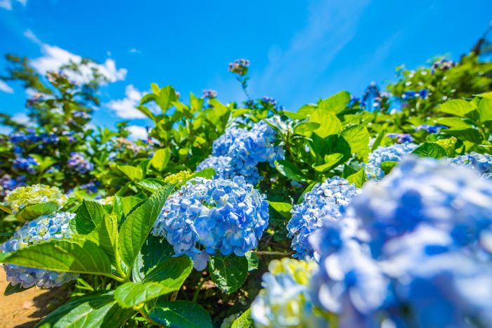 桃園繡球花季閉幕不閉園 花期預估到7月中旬
