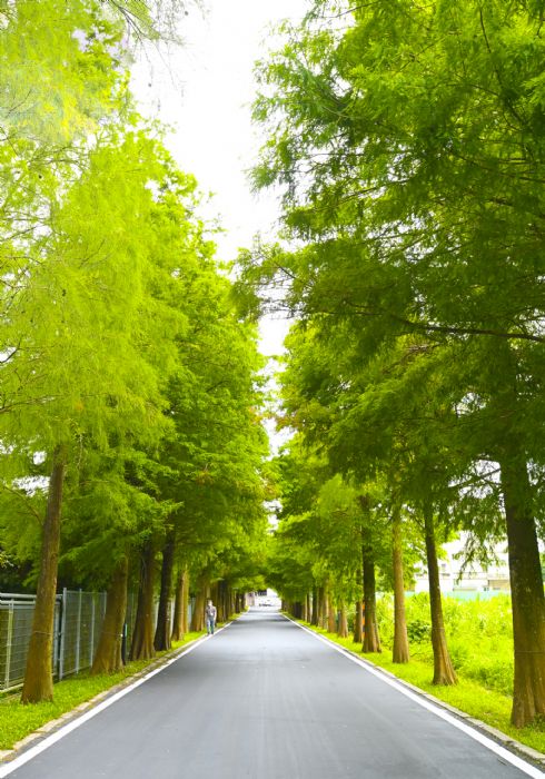 大溪落羽松公園啟用 斥資千萬串聯浪漫景觀 20220606142959831
