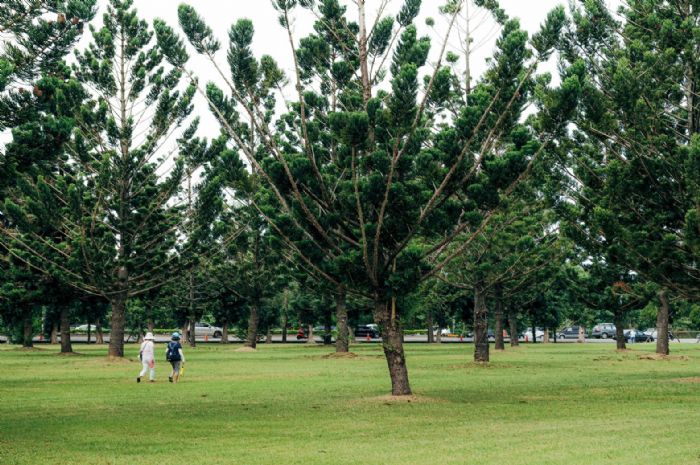 肯氏南洋杉打造都市森林 龍潭綠杉林公園預計明年5月完工 20220718132857176