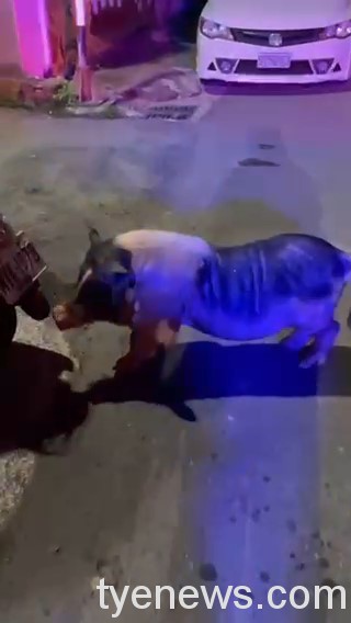 麝香豬偷溜逛大街 八德警協尋飼主平安領回 23BC3B43 8484 4A8D BECF 86A57B56CD3D