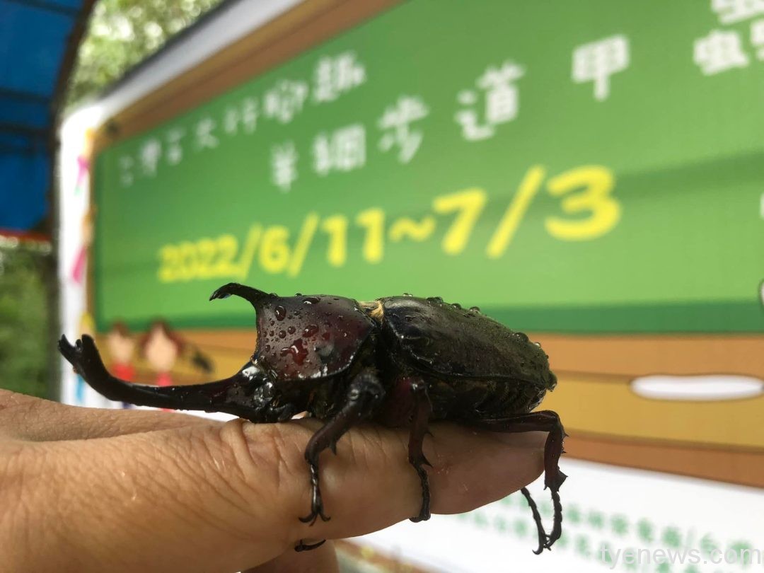 錯過可惜!羊稠步道甲蟲季7/3結束 現場簽到送好禮