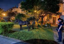 誰家的馬兒走失了?壢警化身動物保育員尋飼主