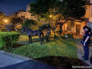 誰家的馬兒走失了？壢警化身動物保育員尋飼主