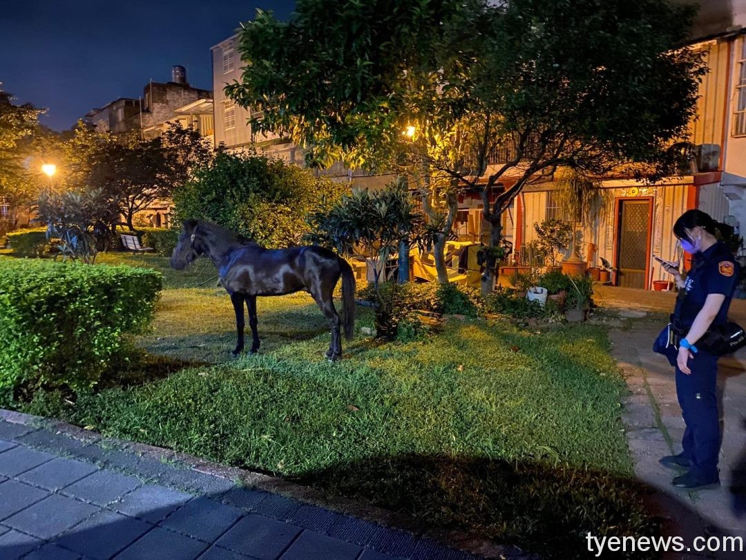 誰家的馬兒走失了?壢警化身動物保育員尋飼主