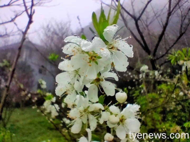 【桃園文選】花須連夜發 3 3 1