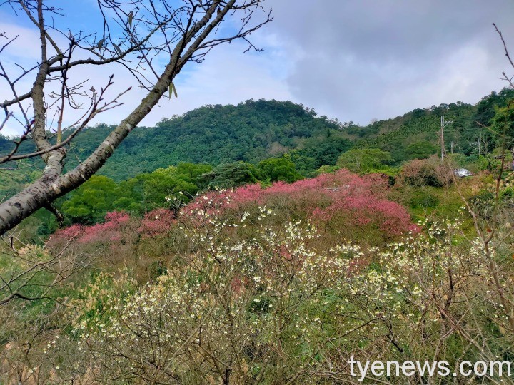 【桃園文選】世間安得雙全法 3 5