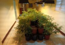 【有片】男子租屋自學種大麻 壢警跟監查獲686植株、成品15公斤