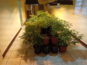 【有片】男子租屋自學種大麻 壢警跟監查獲686植株、成品15公斤