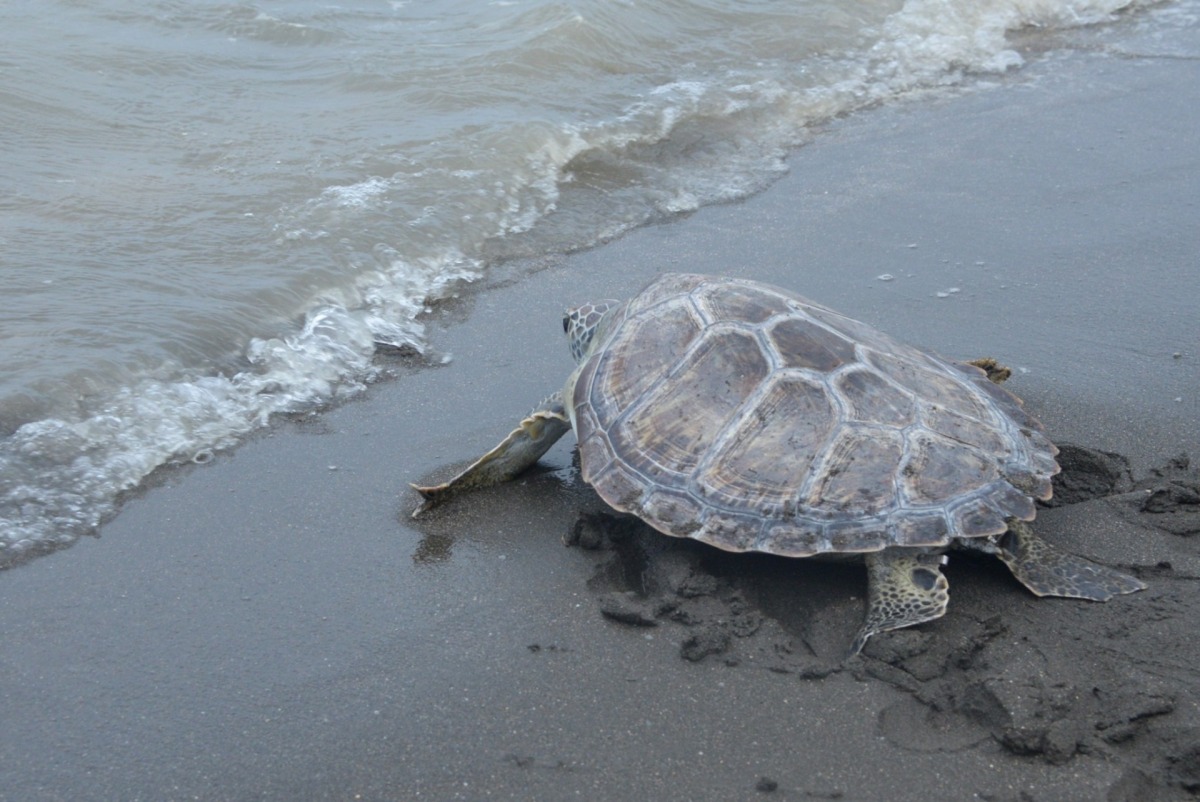 擱淺綠蠵龜重返大海 桃市與Xpark攜手救援海洋動物