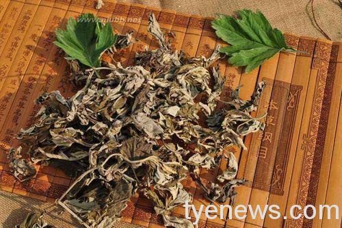 端午懸艾草 祛除瘟疫祈求健康平安 4n45164rnor644808687314os3712qp2