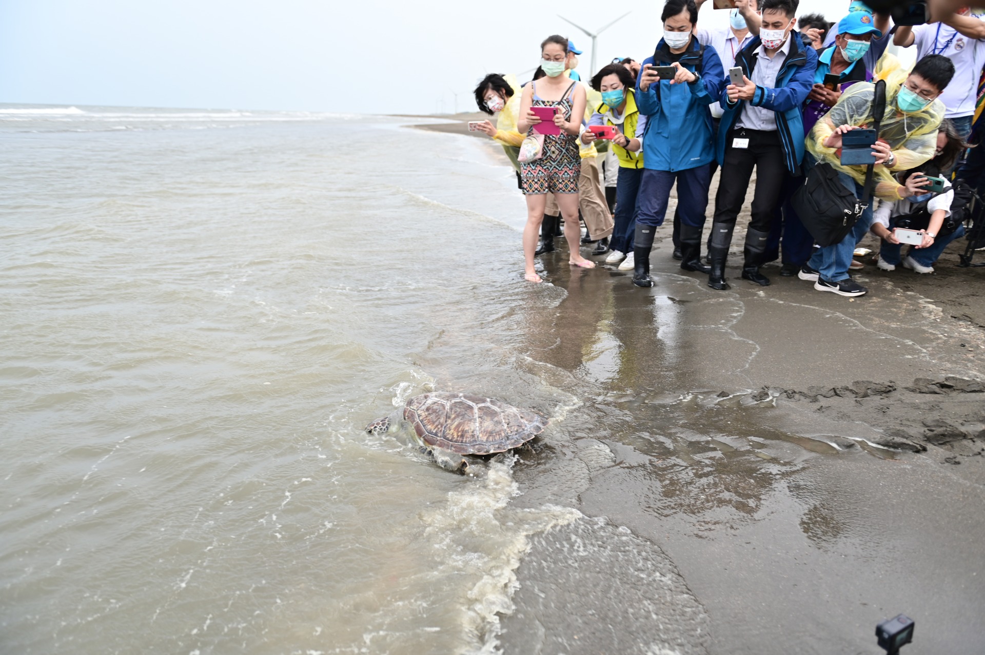 擱淺綠蠵龜重返大海 桃市與Xpark攜手救援海洋動物 6 1