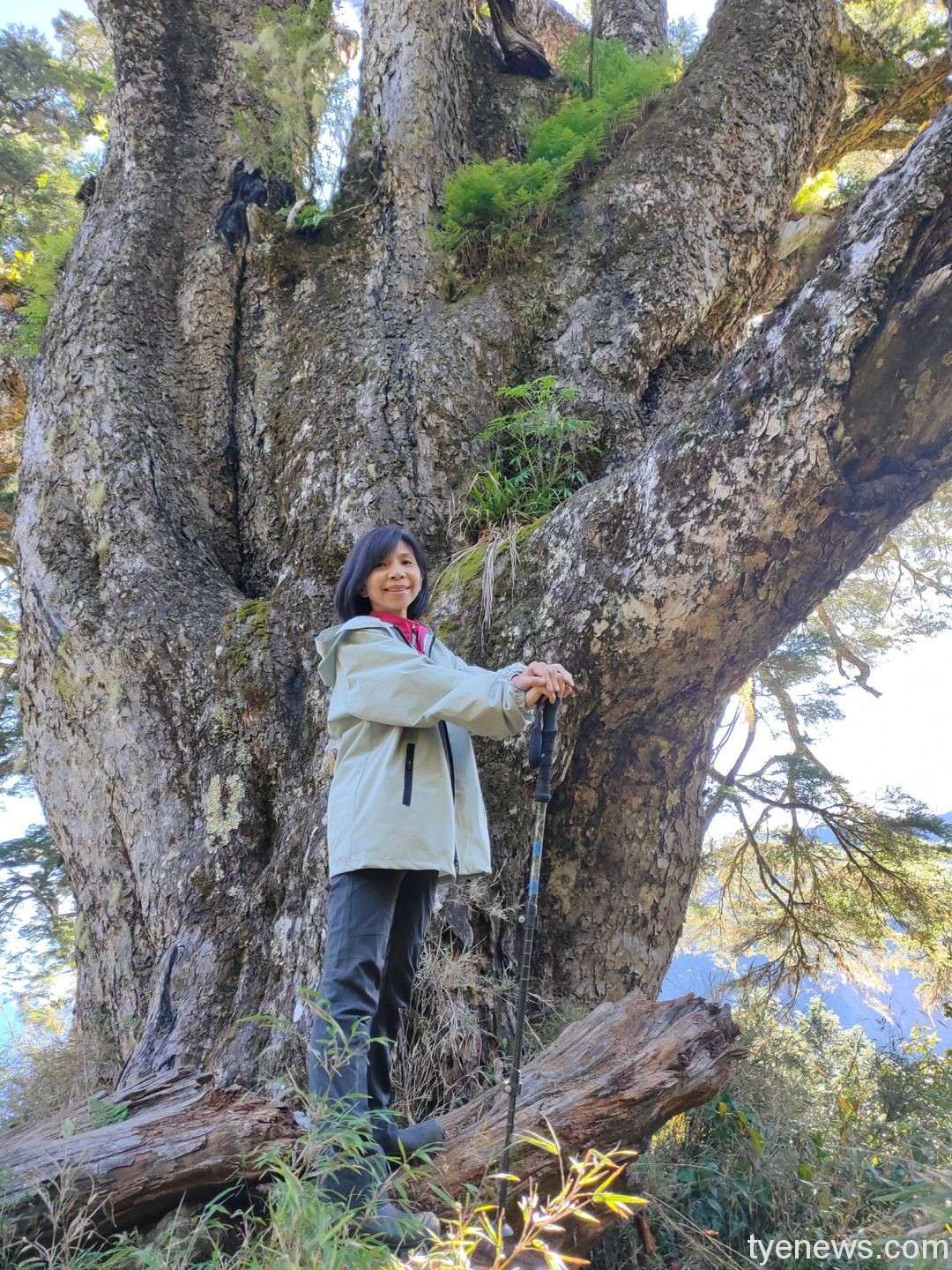 【桃園文選】登南橫三星最高者「塔關山」欣賞鐵杉之美 7 1 4