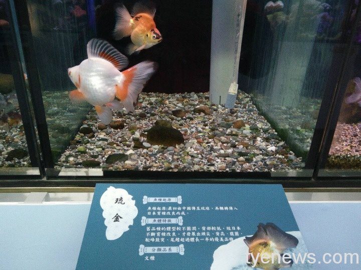 【有片】海科館推出各項特展 獅子頭、熊貓小丑魚陪你過春節 710725