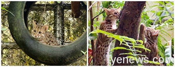 【有片】石虎兄妹回歸野外 二哥留動物園作年輕血源 74 2