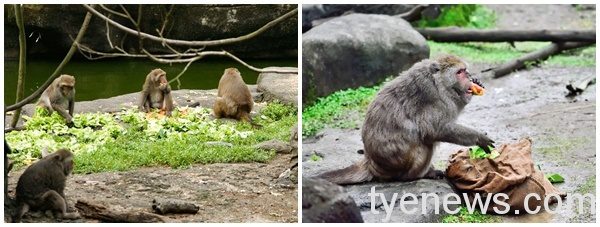 北市動物園表示，臺灣獼猴的族群相當重視身分位階。圖：北市動物園提供