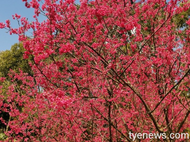 北橫櫻花季開跑!賞花請注意交管措施 IMG 20210207 131929