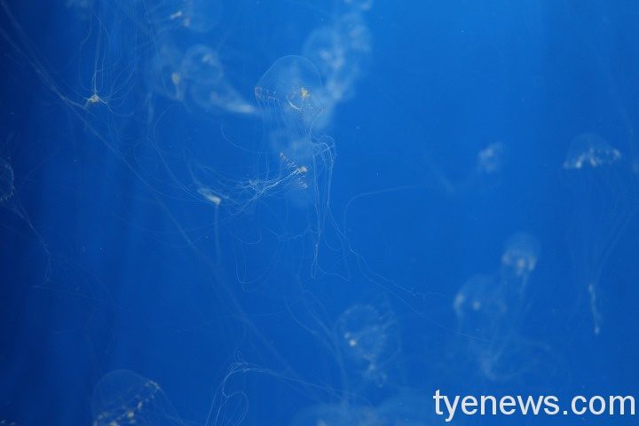 桃園Xpark企鵝一日三餐愛挑食 惹飼育員頭疼 IMG 6457