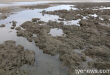 投書/「興建三接」和「破壞藻礁」的因果關係有待商榷