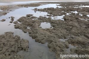投書/「興建三接」和「破壞藻礁」的因果關係有待商榷