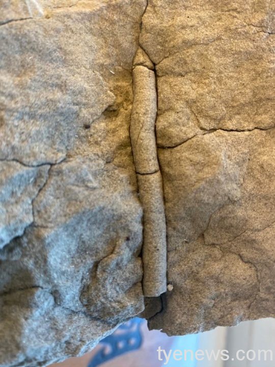 海科館岩石蘊含千萬年生物痕跡 猶如天然化石教室 LINE ALBUM 1101214化石 220215 0 scaled 1