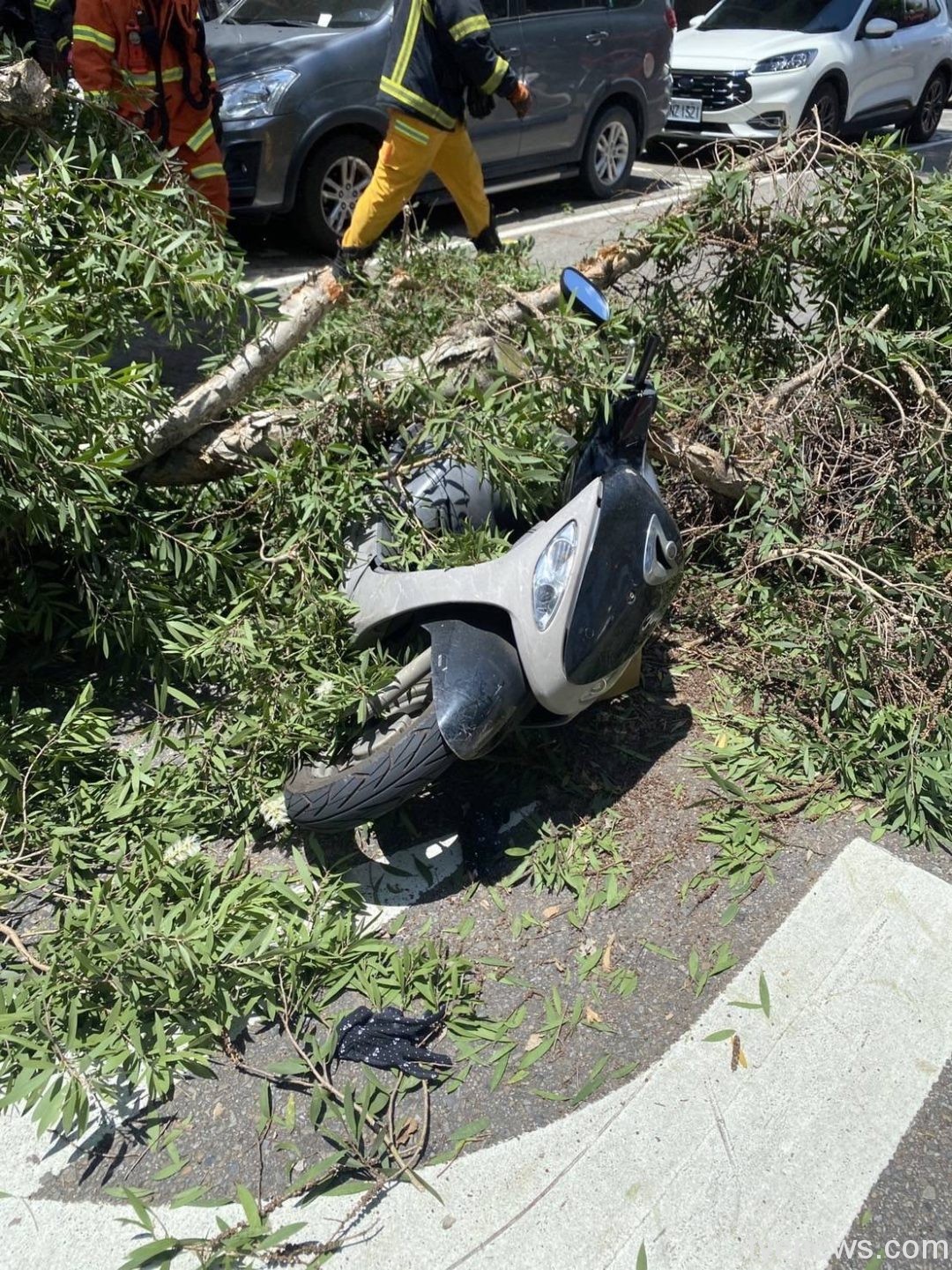 【有片】大貨車不慎撞倒路樹 2名女騎士閃避不及遭擊中 S 108183559