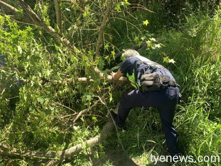 連日豪雨路樹倒阻通行 龍潭警協助除路障 S 15507479